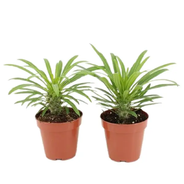 Пахиподиум Ламера ø12 h20 см