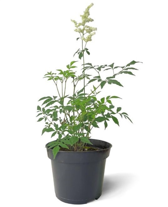 Изображение товара Астильба японская 1.5 л h15 см