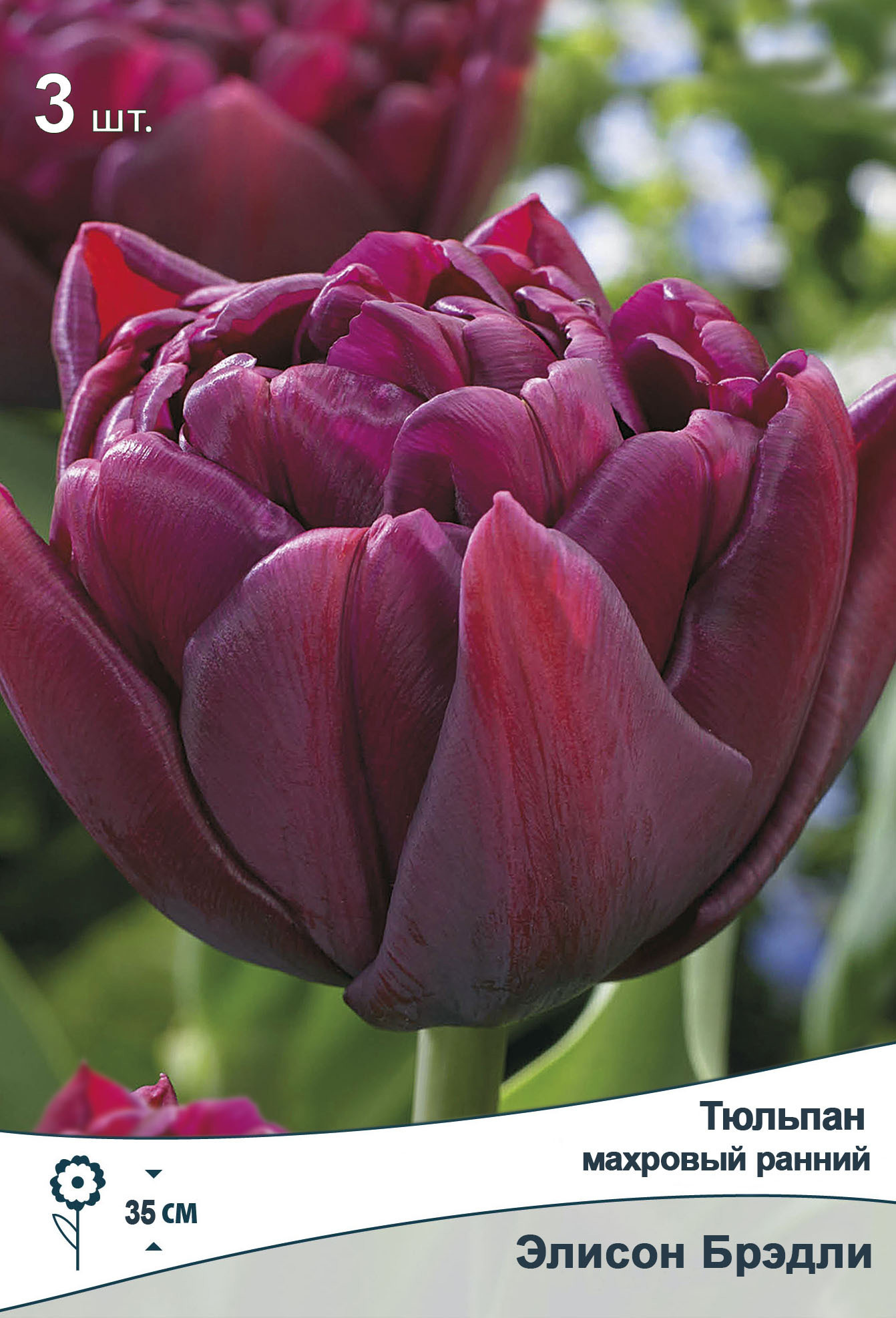 ТюльпанмахровыйраннийЭлисонБрэдли10/11,3шт.