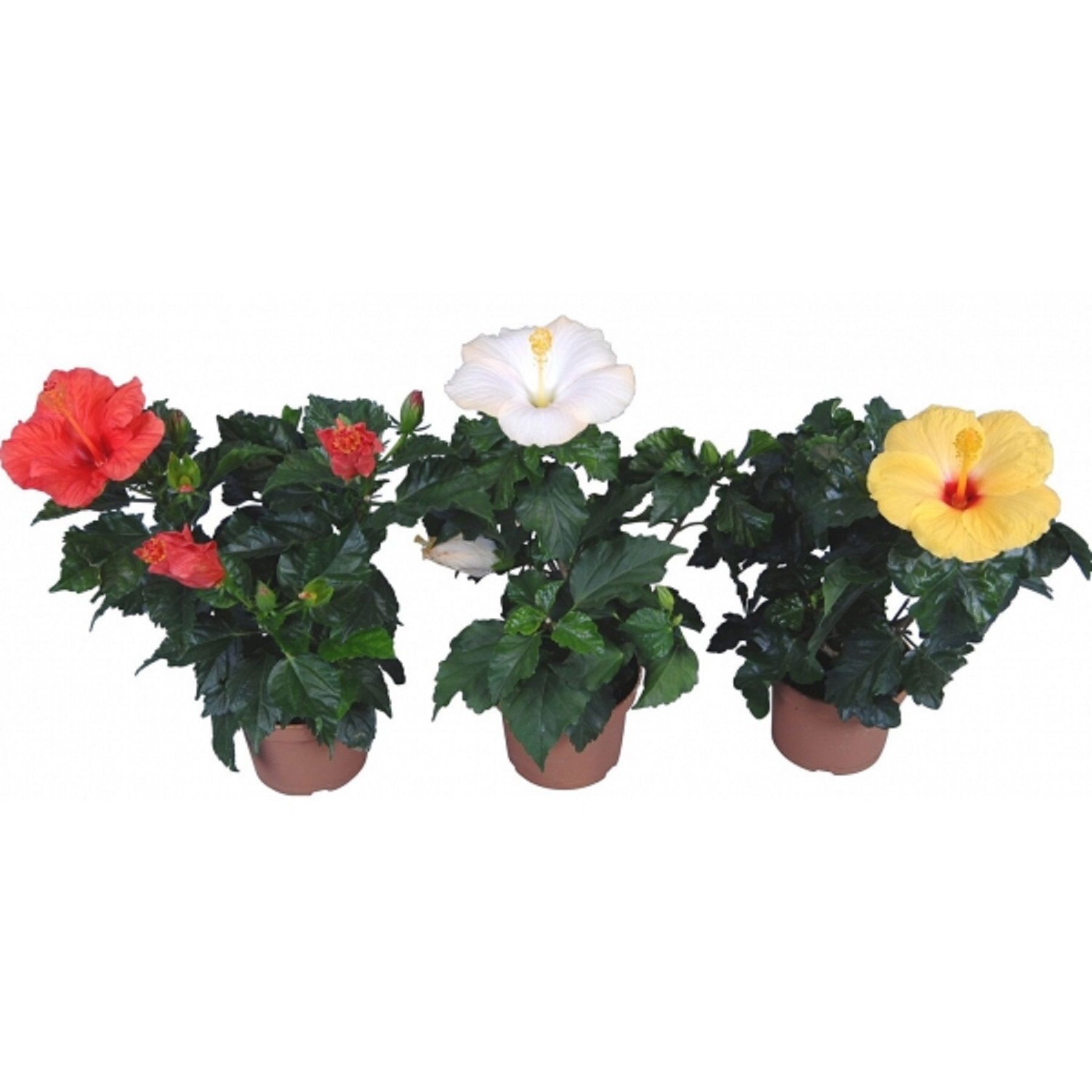 Гибискус Сирийский микс ø19 h30 - 70 см ️ купить по цене 998 ₽/шт. в ...