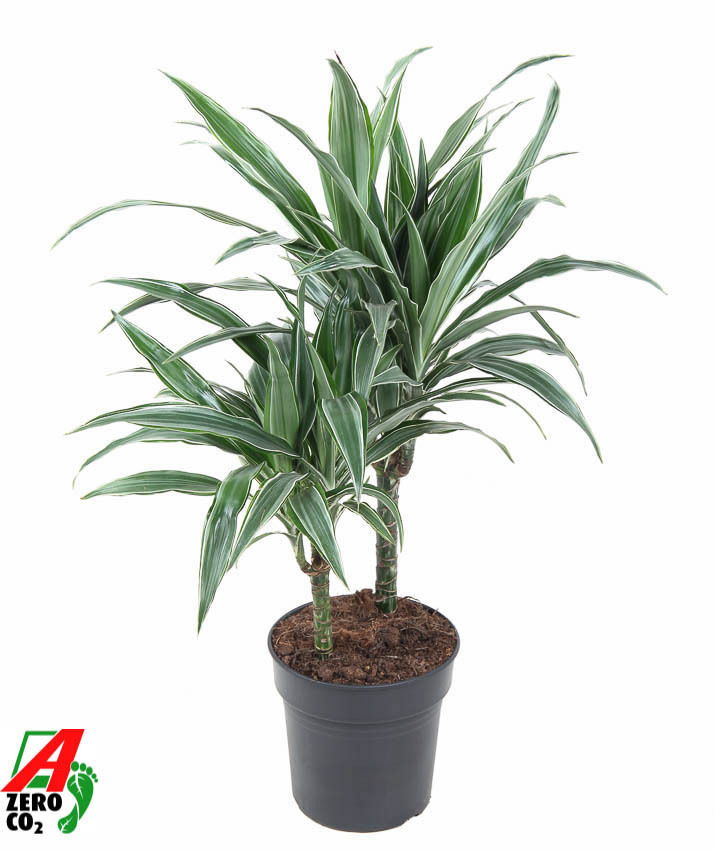 Изображение товара Драцена Варнека ø19 h90 см