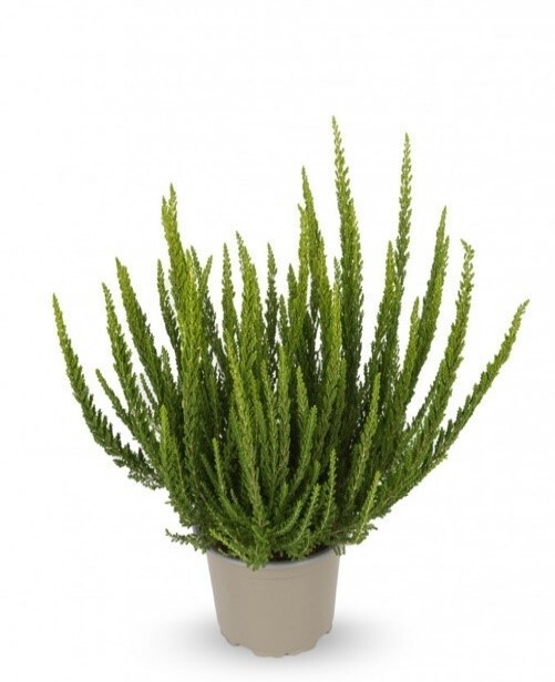 Изображение товара Вереск обыкновенный Зелия зеленый 9 см высота 10 см