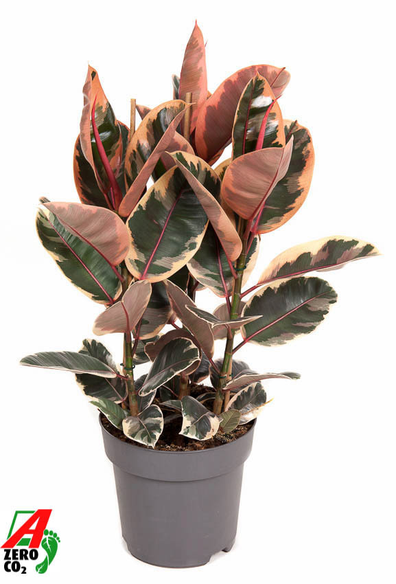 Изображение товара Фикус Белиз ø27 h100 см