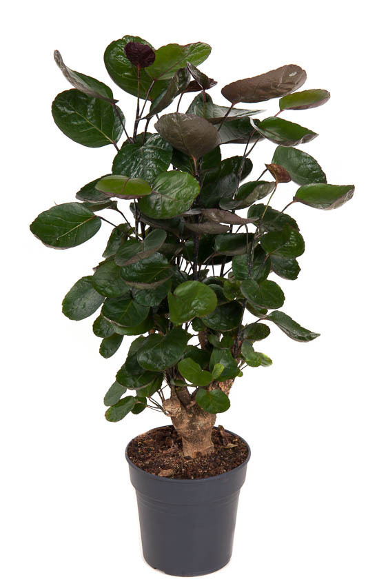 Изображение товара Полисциас Фабиан ø19 h80 см