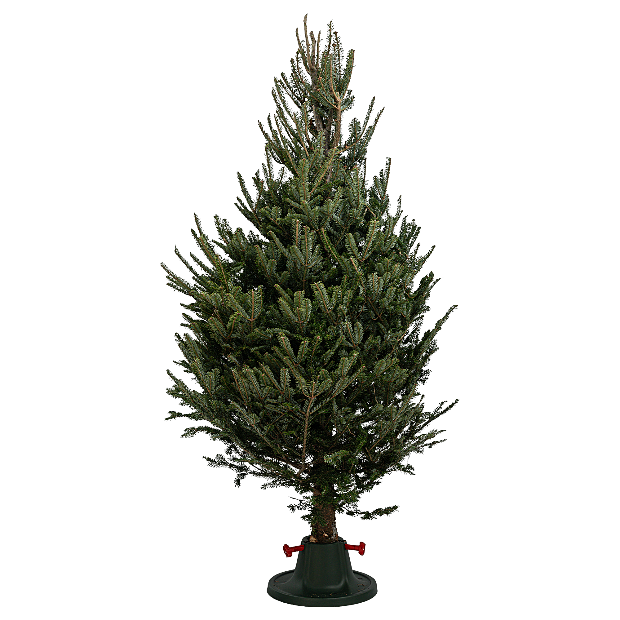 Изображение товара Пихта Фразера стандарт h175-200 см