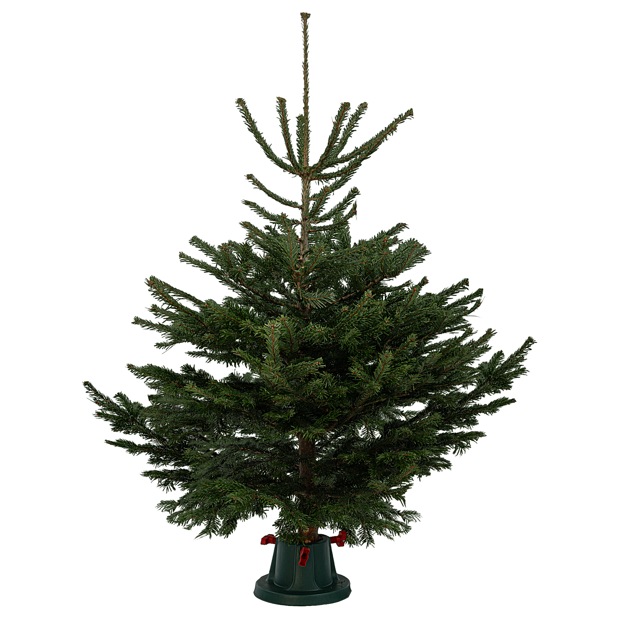 Изображение товара Срезанная пихта Нордмана высотой 150-175 см для интерьера и праздников