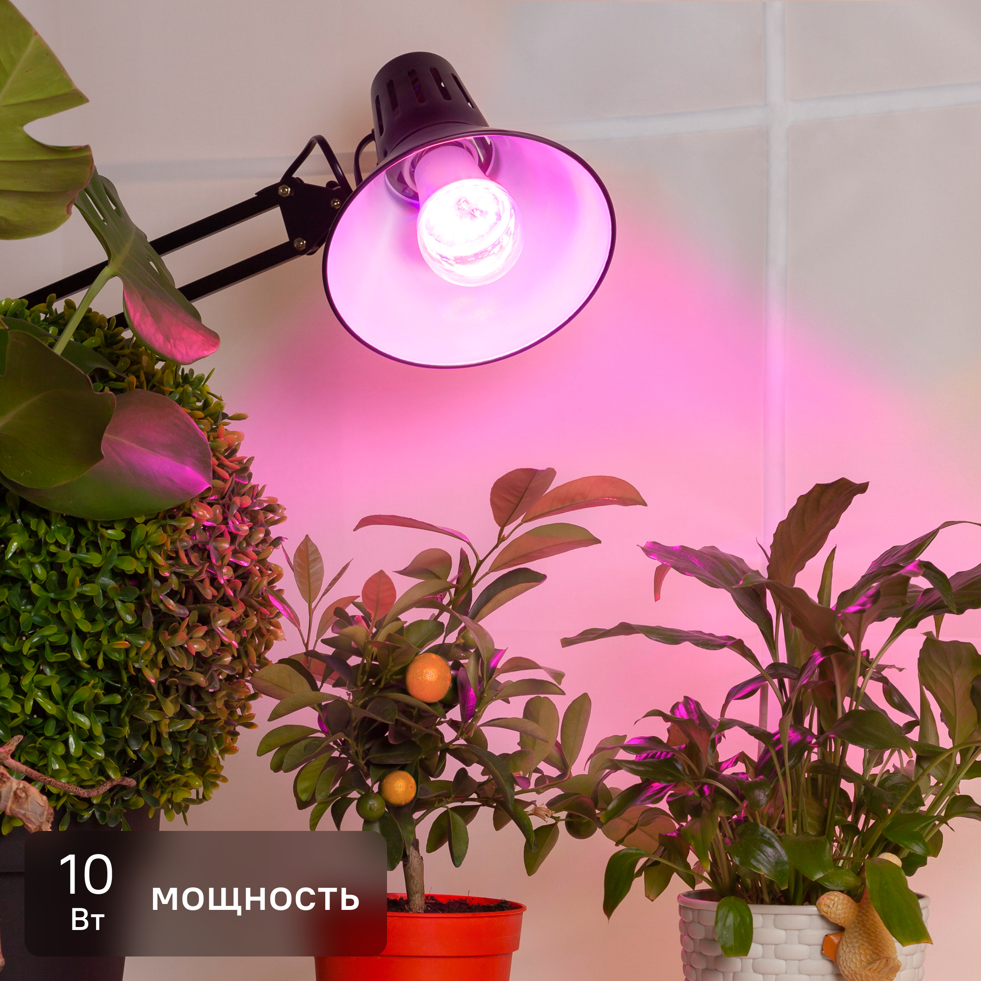 Изображение товара Светодиодная фитолампа Эра 10 Вт E27 красно-синяя для растений Изображение товара Светодиодная фитолампа Эра 10 Вт E27 красно-синяя для растений