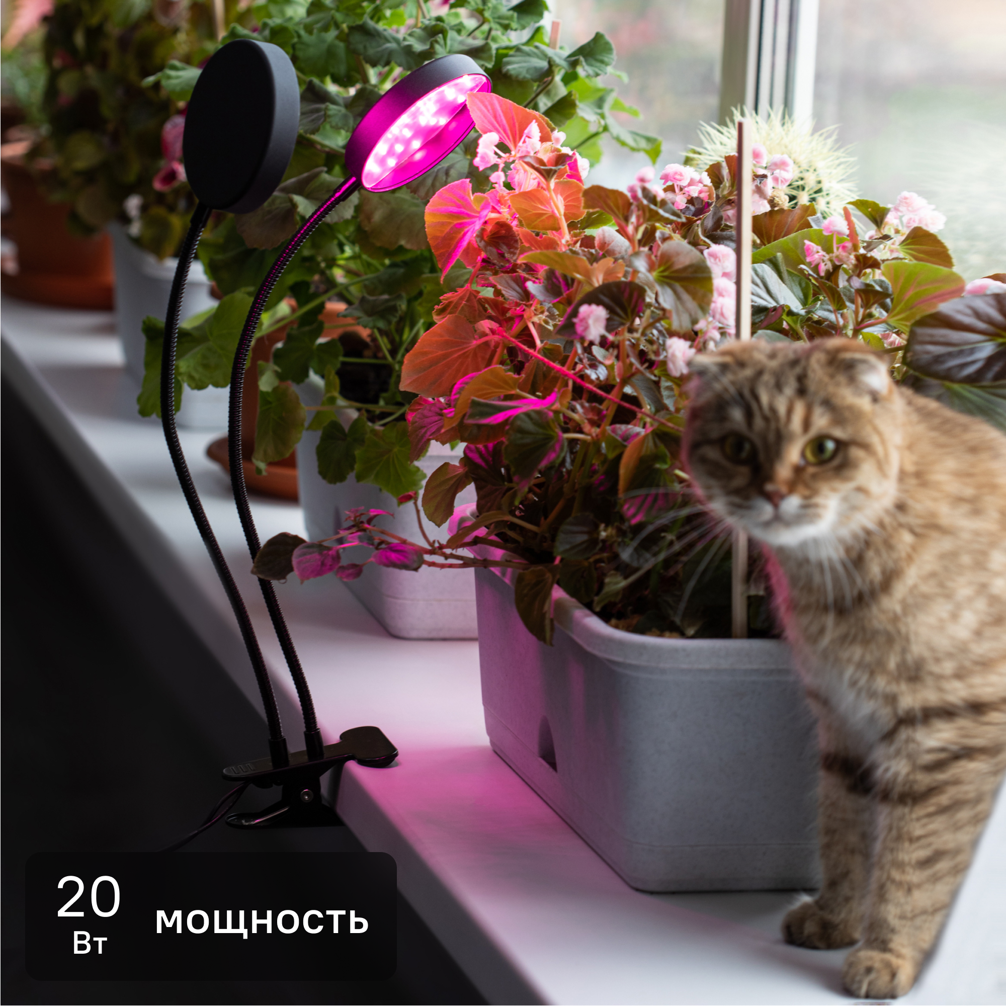 Изображение товара Фитосветильник светодиодный для растений Эра Fito 20W на прищепке 20 Вт красно-синего спектра