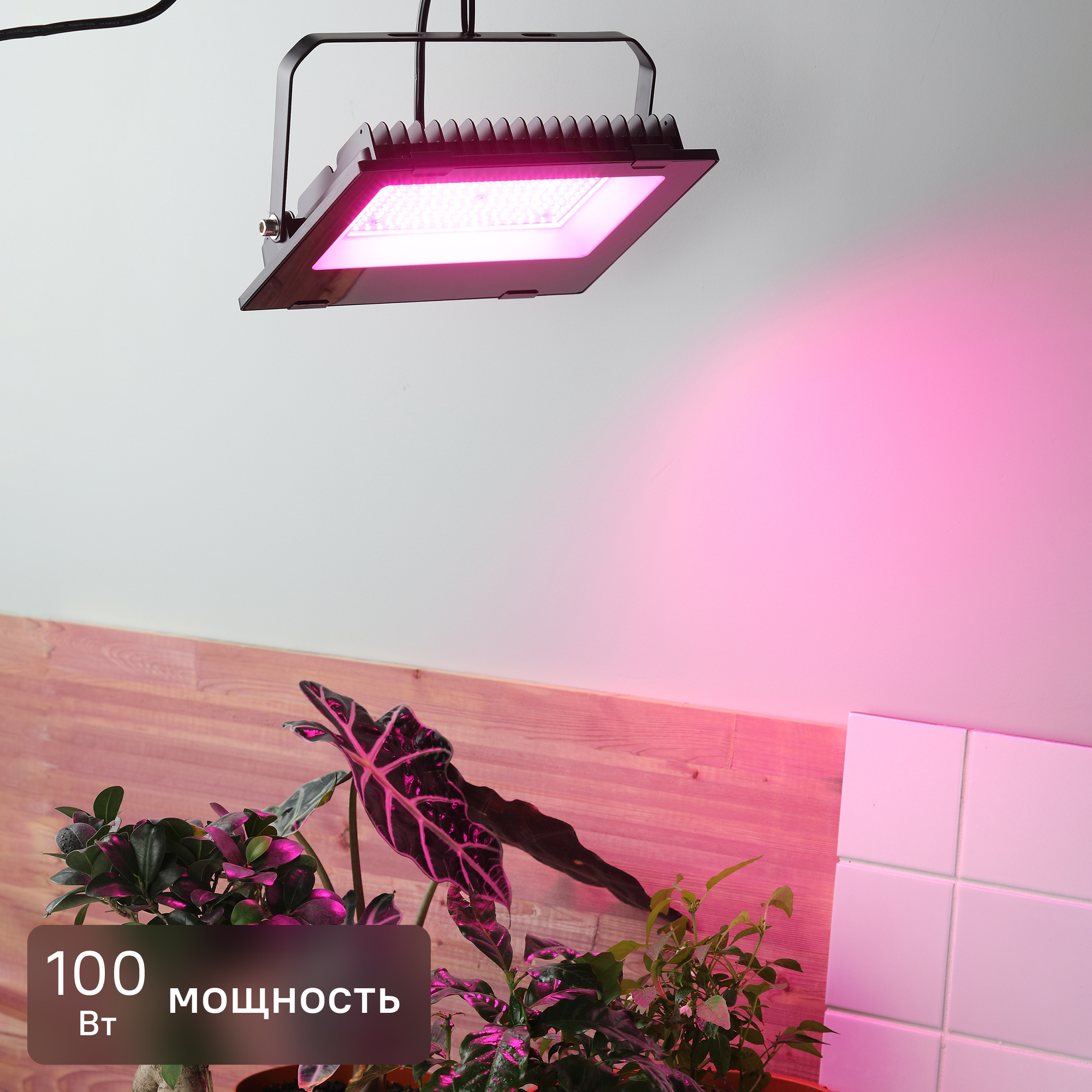 Изображение товара Прожектор светодиодный для растений Эра 100 Вт 1500К IP65 красно-синий спектр розовый свет влагостойкий