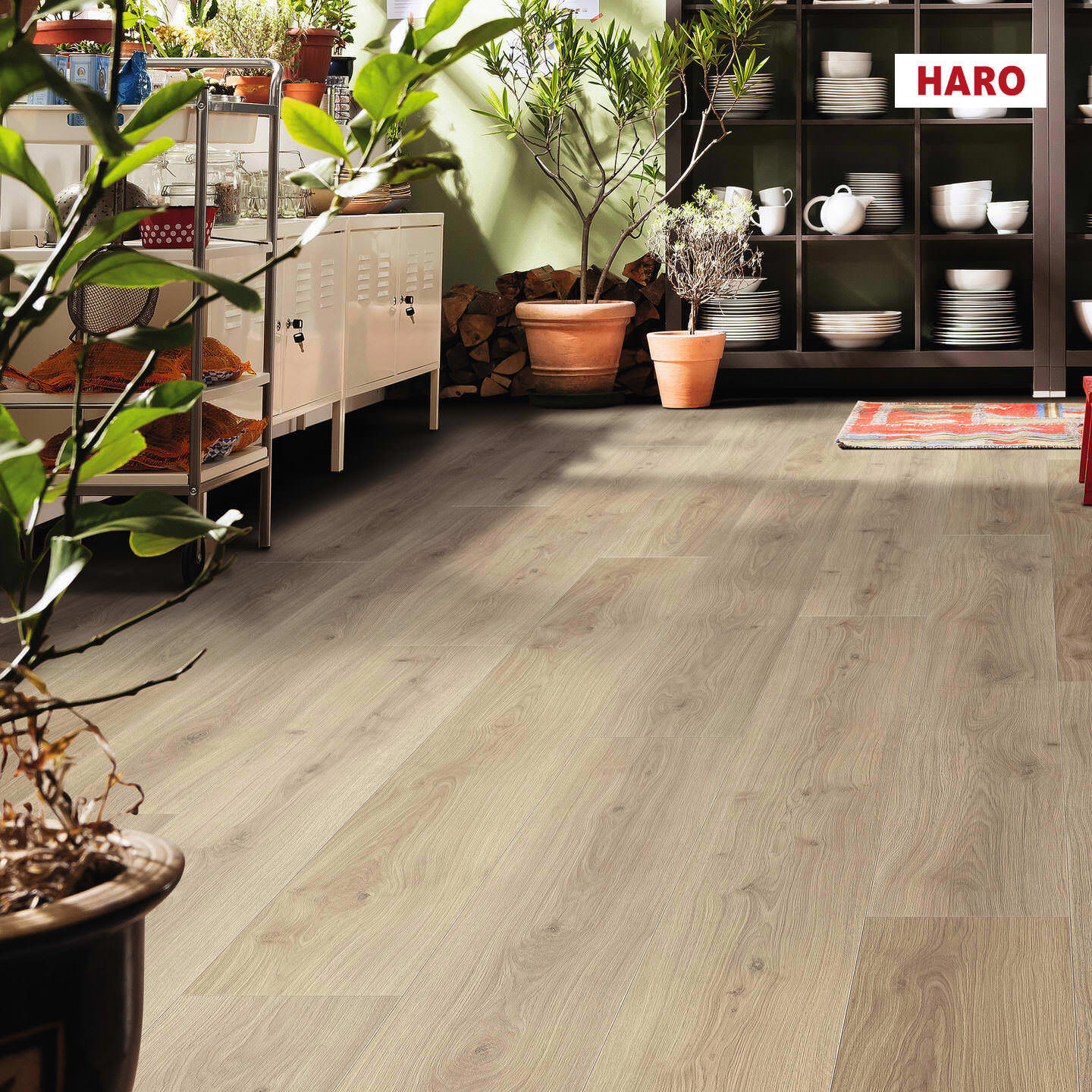 Изображение товара Ламинат Haro Дуб Эмилия Пуро 32 класс толщина 8 мм с фаской 2.68 м²