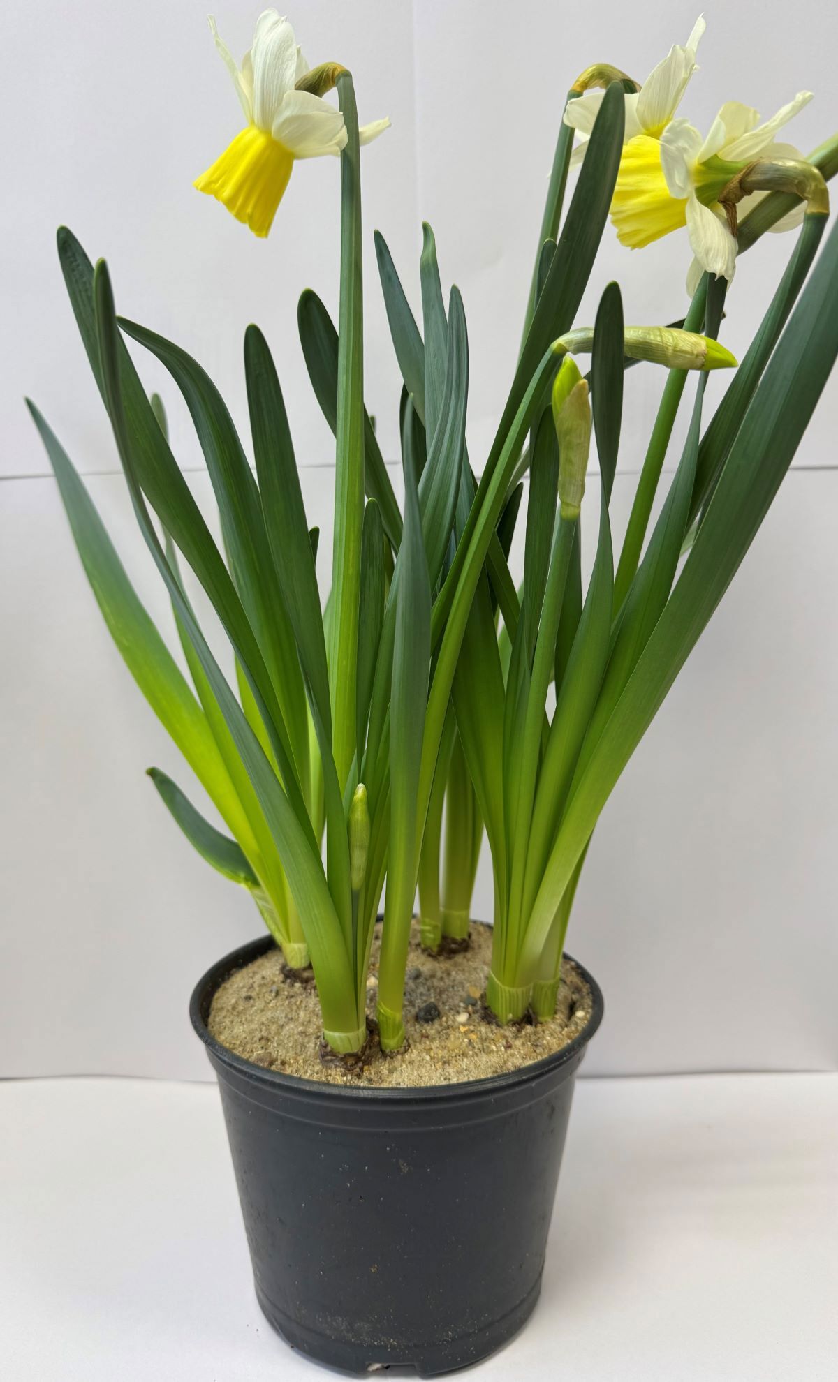 Изображение товара Нарциссы Эксклюзив микс ø13 h20 см