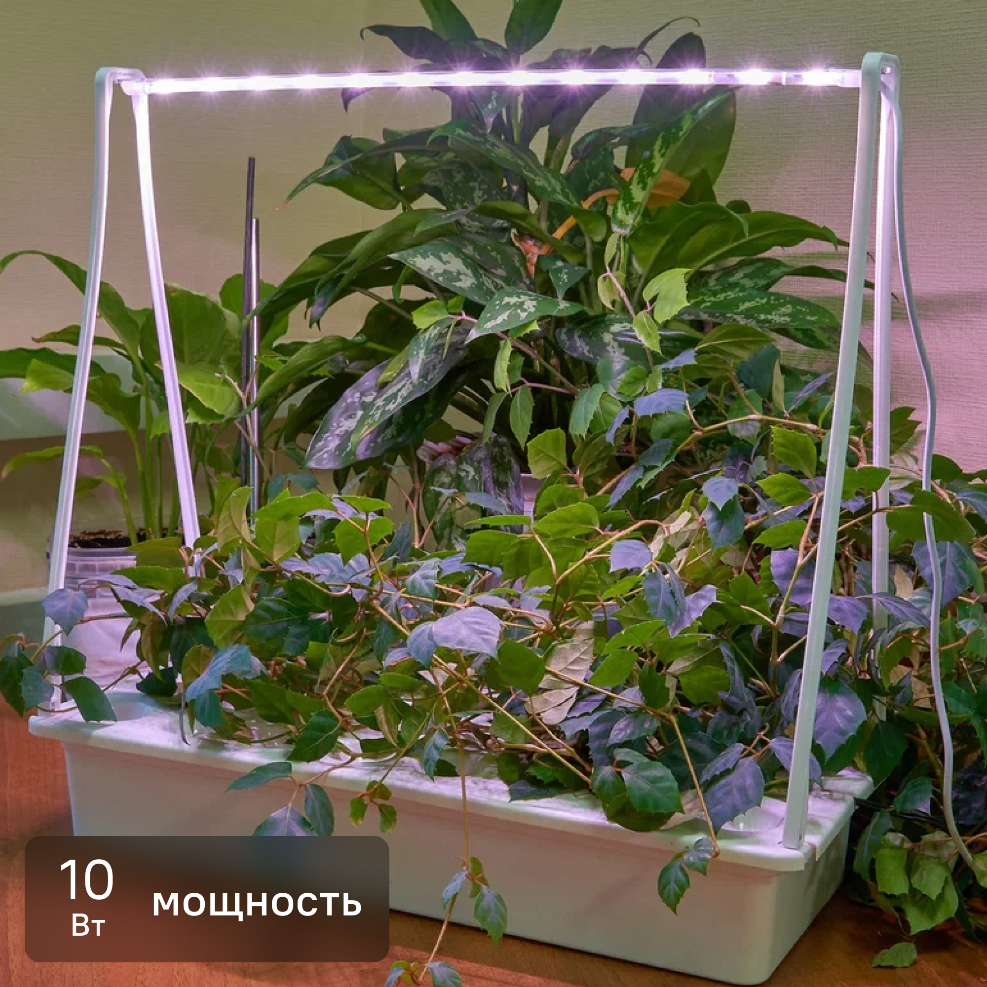 Изображение товара Фитосветильник Minigarden Фито Лето ULT-P44N-10W/SPLE 540 мм 10 Вт розовый свет