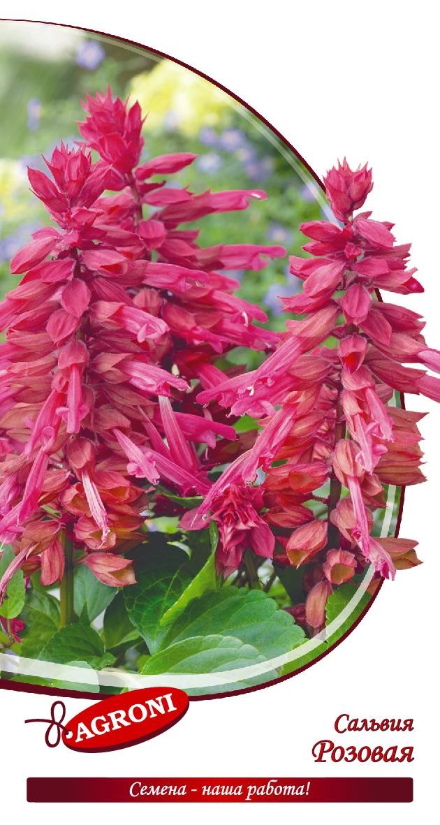 Изображение товара Семена цветов Сальвия розовая