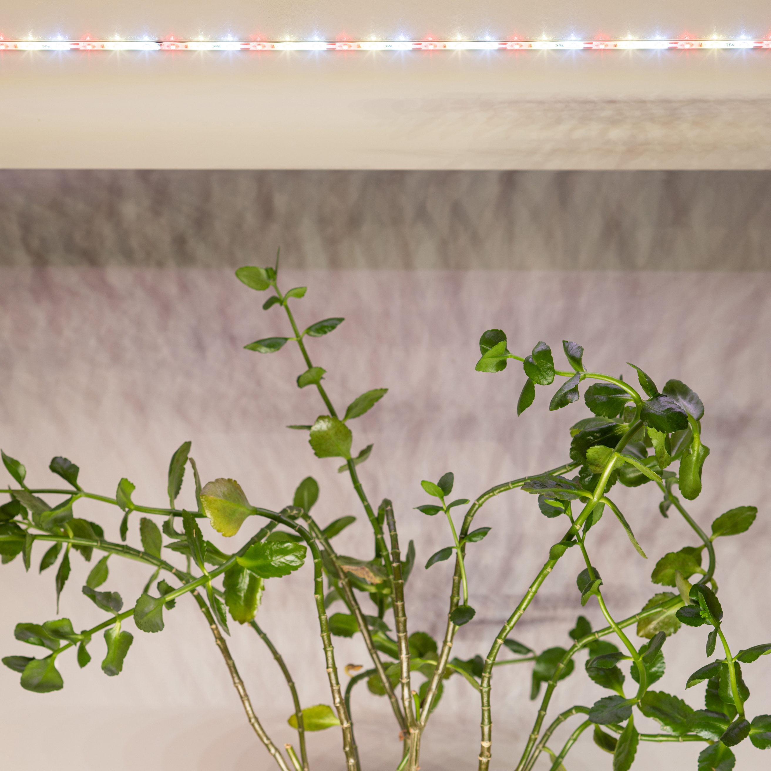 Изображение товара Лента светодиодная для растений Эра Fito-Strip Light 3 м 27 Вт 220-240 В полного спектра
