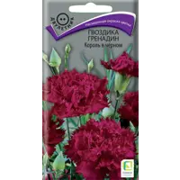 Изображение товара Семена цветов Поиск гвоздика Гренадин Король в черном