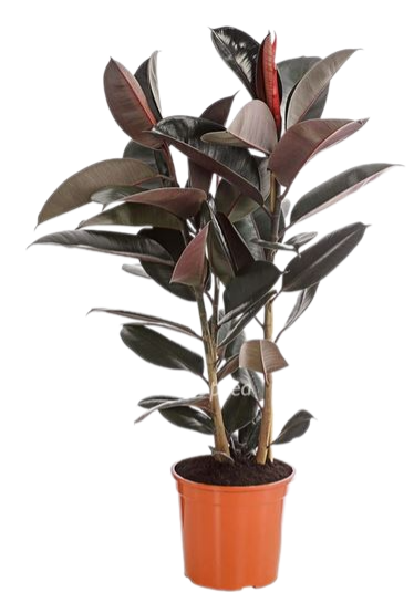 Изображение товара Фикус Абиджан — декоративно-лиственный комнатный цветок 80 см