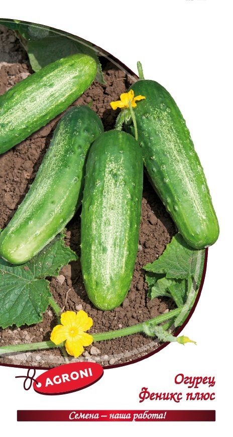 Изображение товара Семена овощей огурец Феникс плюс