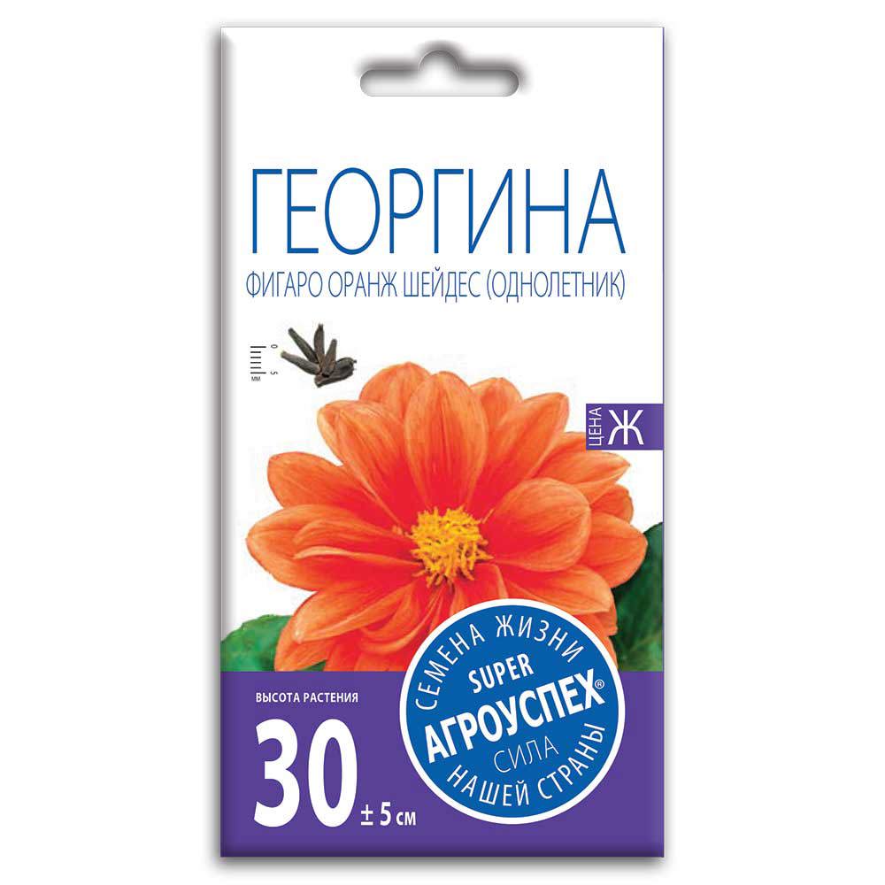 Изображение товара Георгина Фигаро ОранжШейдес 7 шт. — яркие цветы на солнце