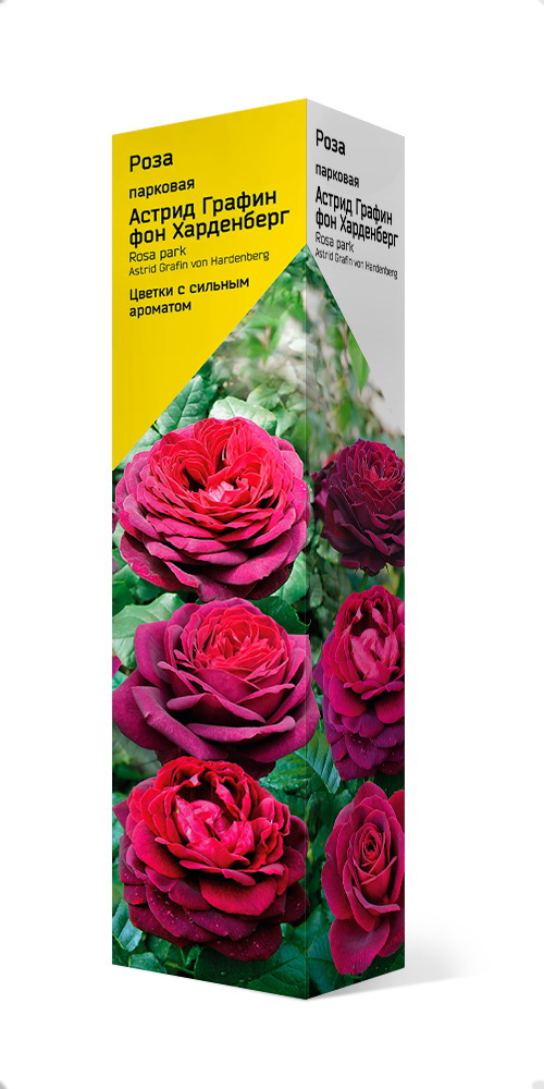 Изображение товара Роза парковая h39 см Изображение товара Роза парковая h39 см