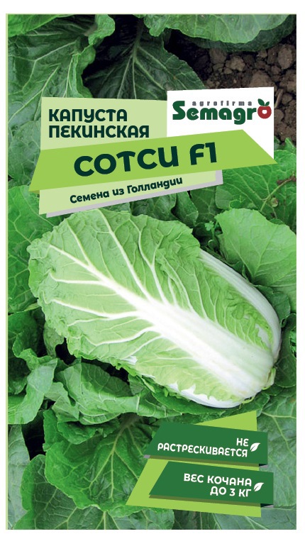 Изображение товара Пекинская капуста Сотси F1 Seminis - ранний гибрид, 70 дней