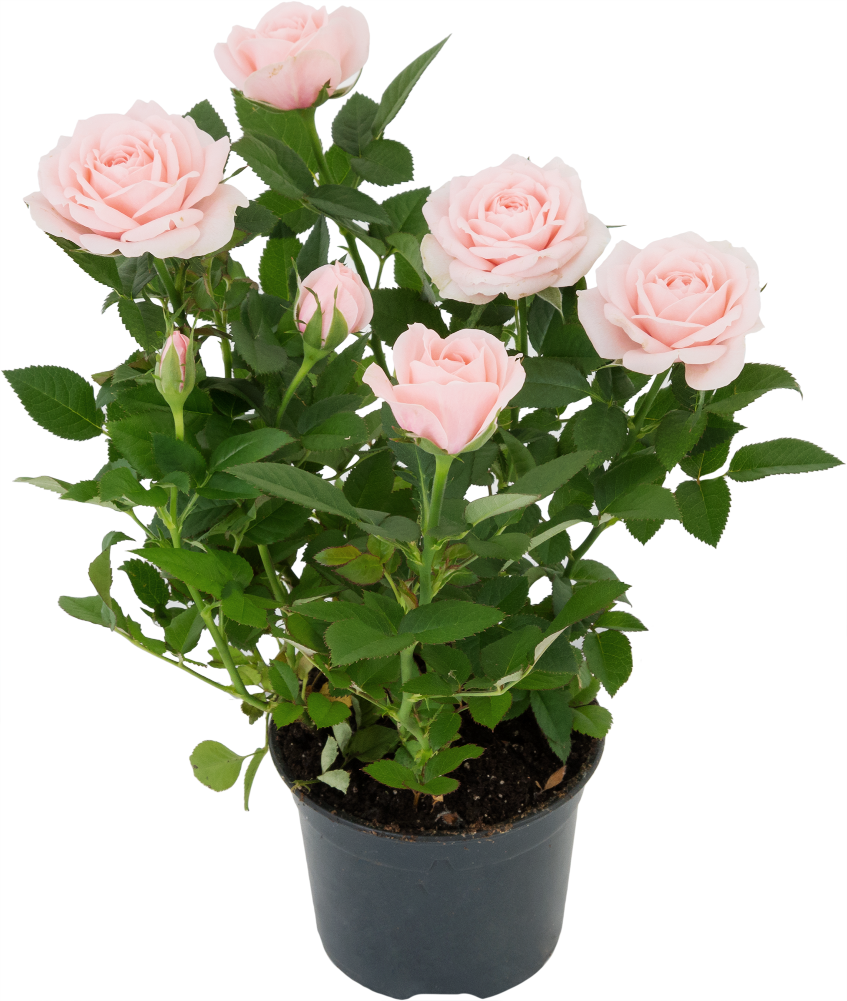 Изображение товара Комнатное растение роза горшечная Кордана микс 10.5 см яркое и пышное Цветущее растение