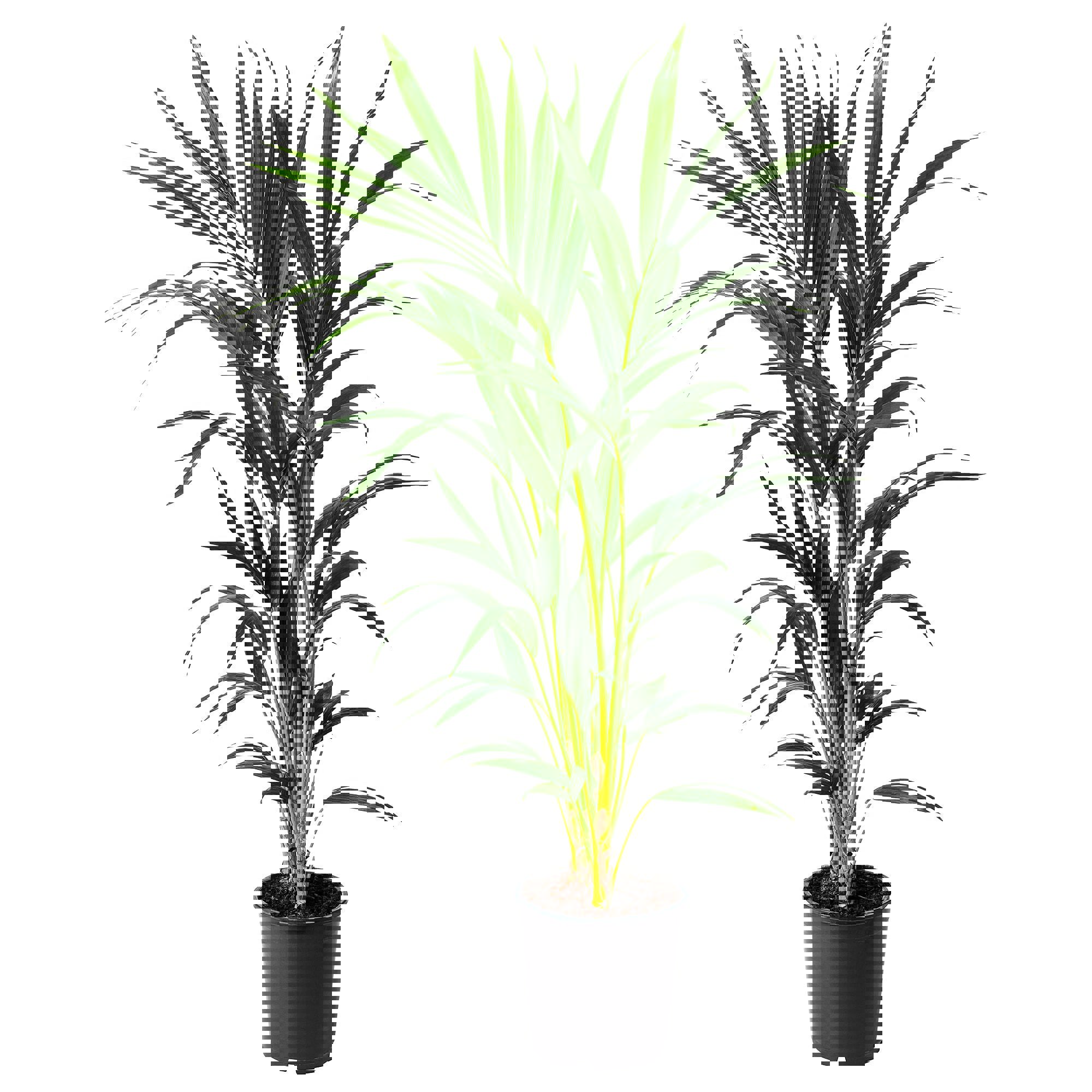 Изображение товара Пальма Хамедорея ø20 h80 см