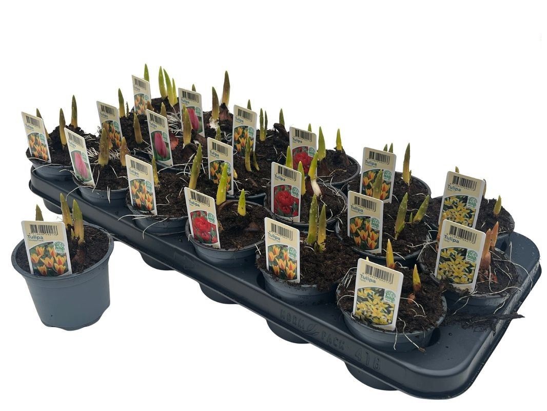 Изображение товара Тюльпан ø9 h20 см