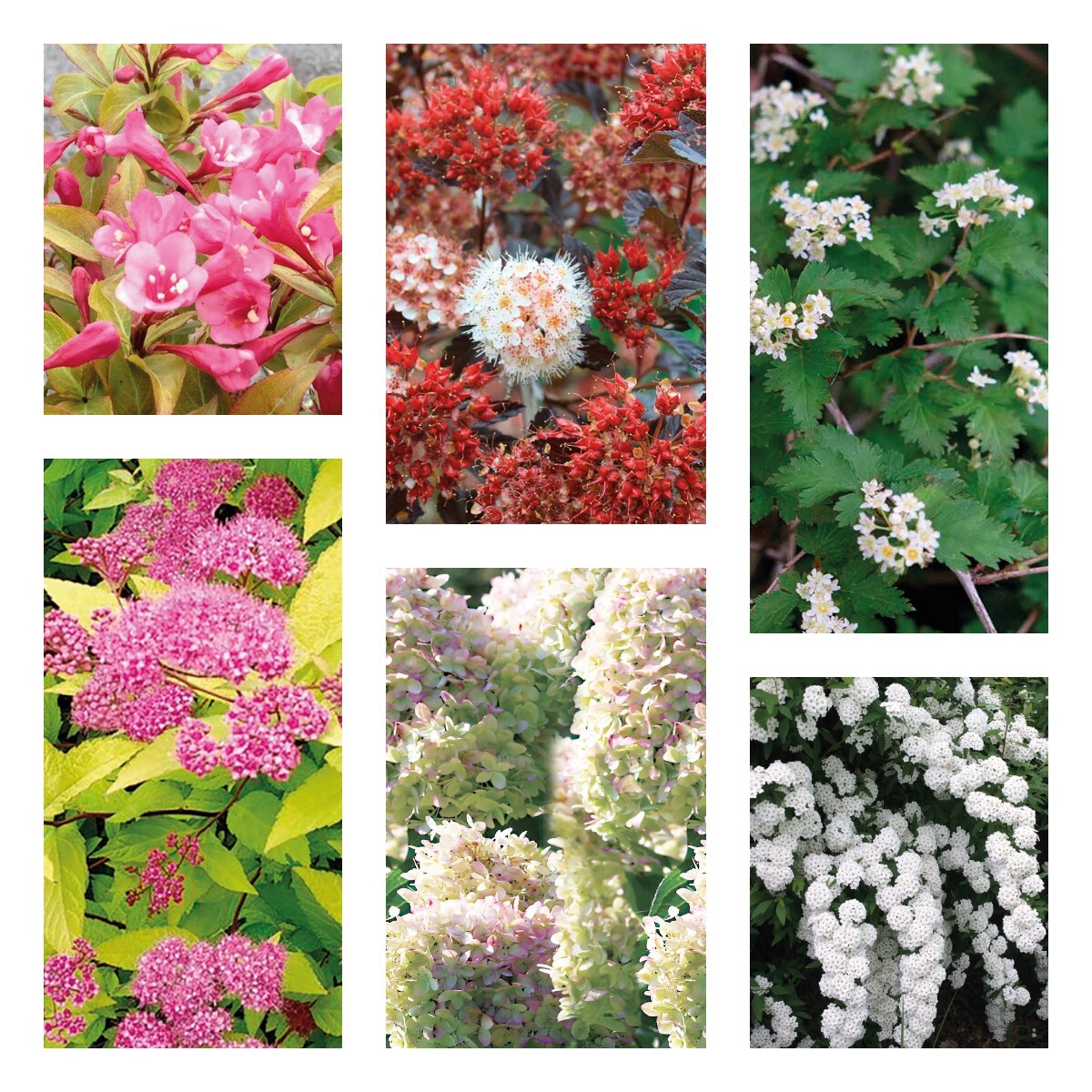 Декоративные кустарники микс ️ купить по цене 685 ₽/шт. в Москве с ...