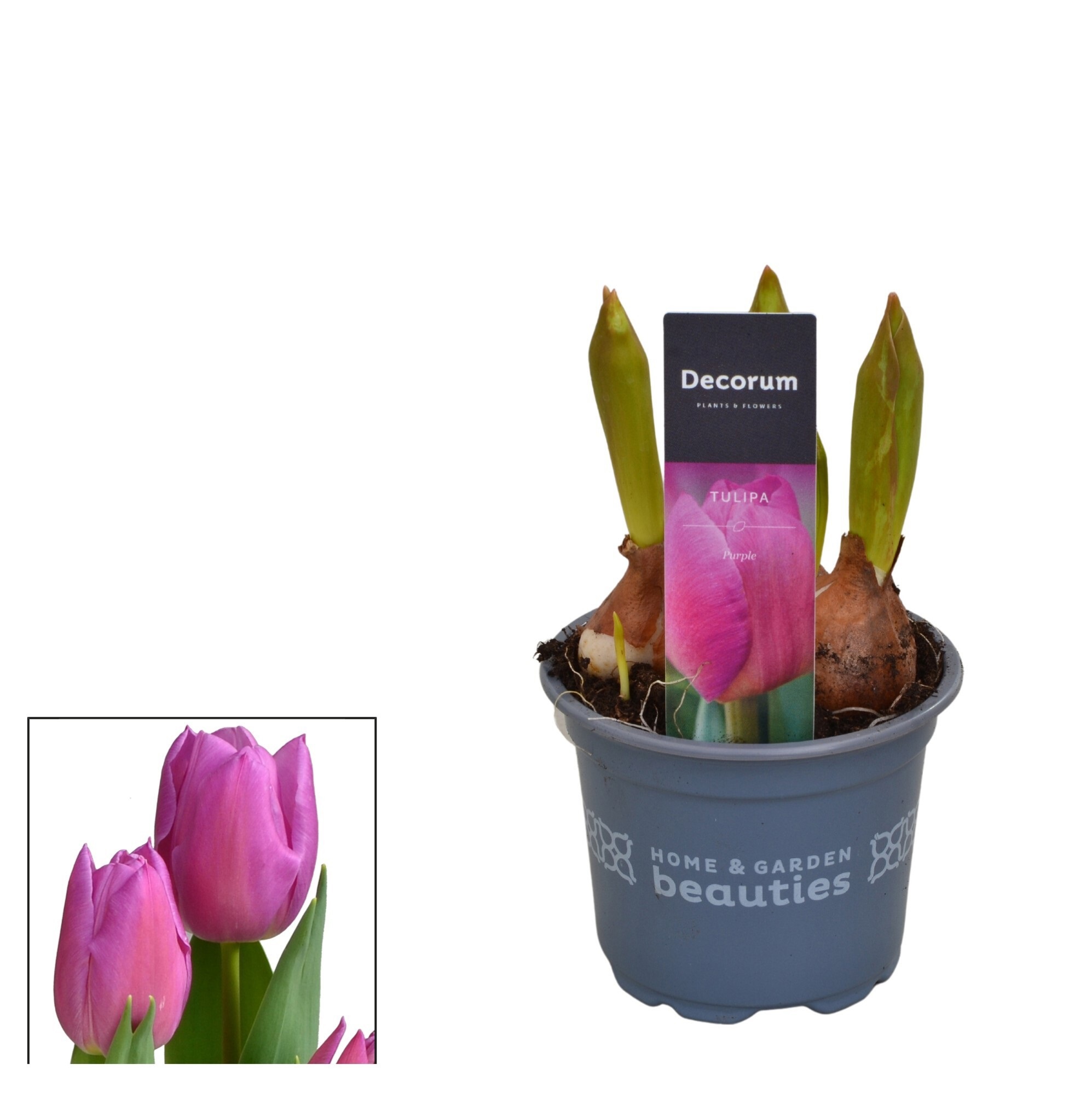 Изображение товара Тюльпан Марейн ø9 h15 см Изображение товара Тюльпан Марейн ø9 h15 см