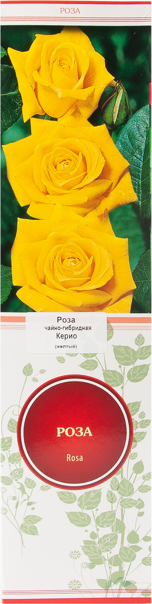 Изображение товара Роза чайно-гибридная Керио в тубе Поиск Инвест Изображение товара Роза чайно-гибридная Керио в тубе Поиск Инвест