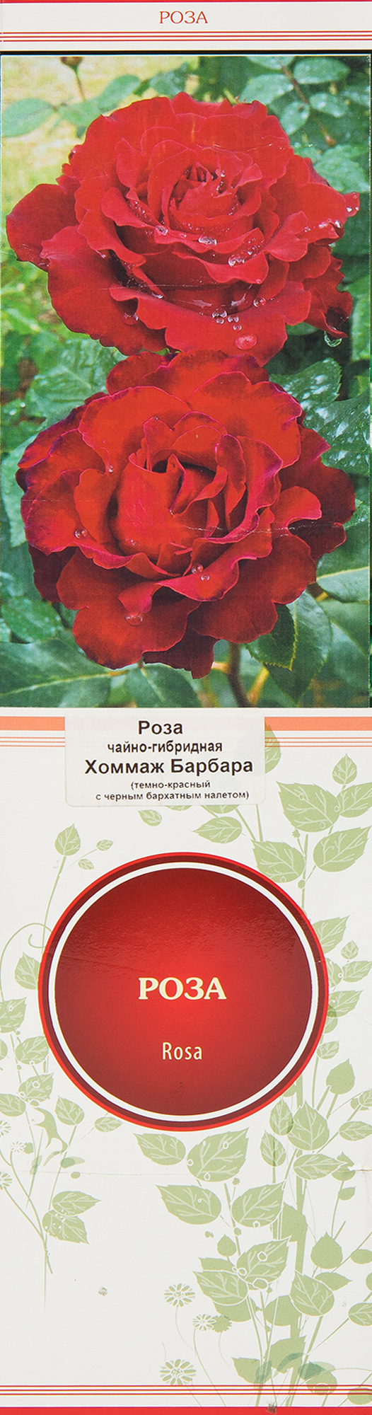 Изображение товара Роза чайно-гибридная Хоммаж Барбара