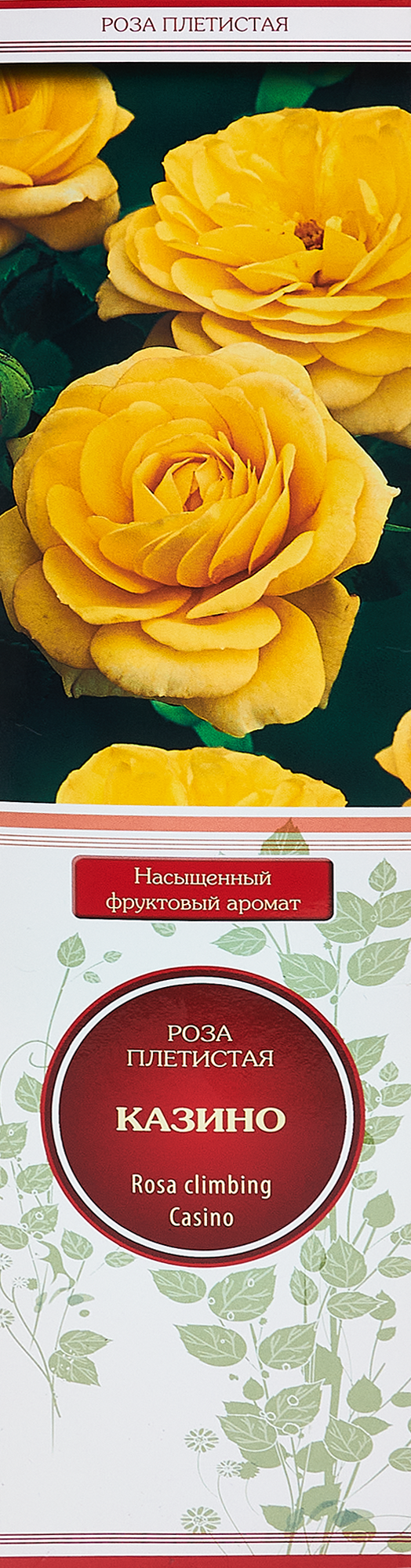 Изображение товара Роза плетистая Казино h100 см