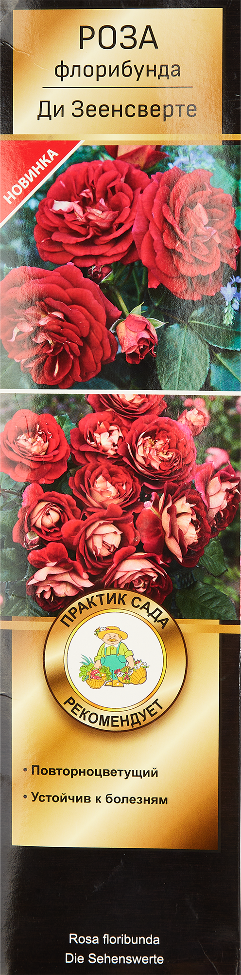 Роза 6701542697.jpg