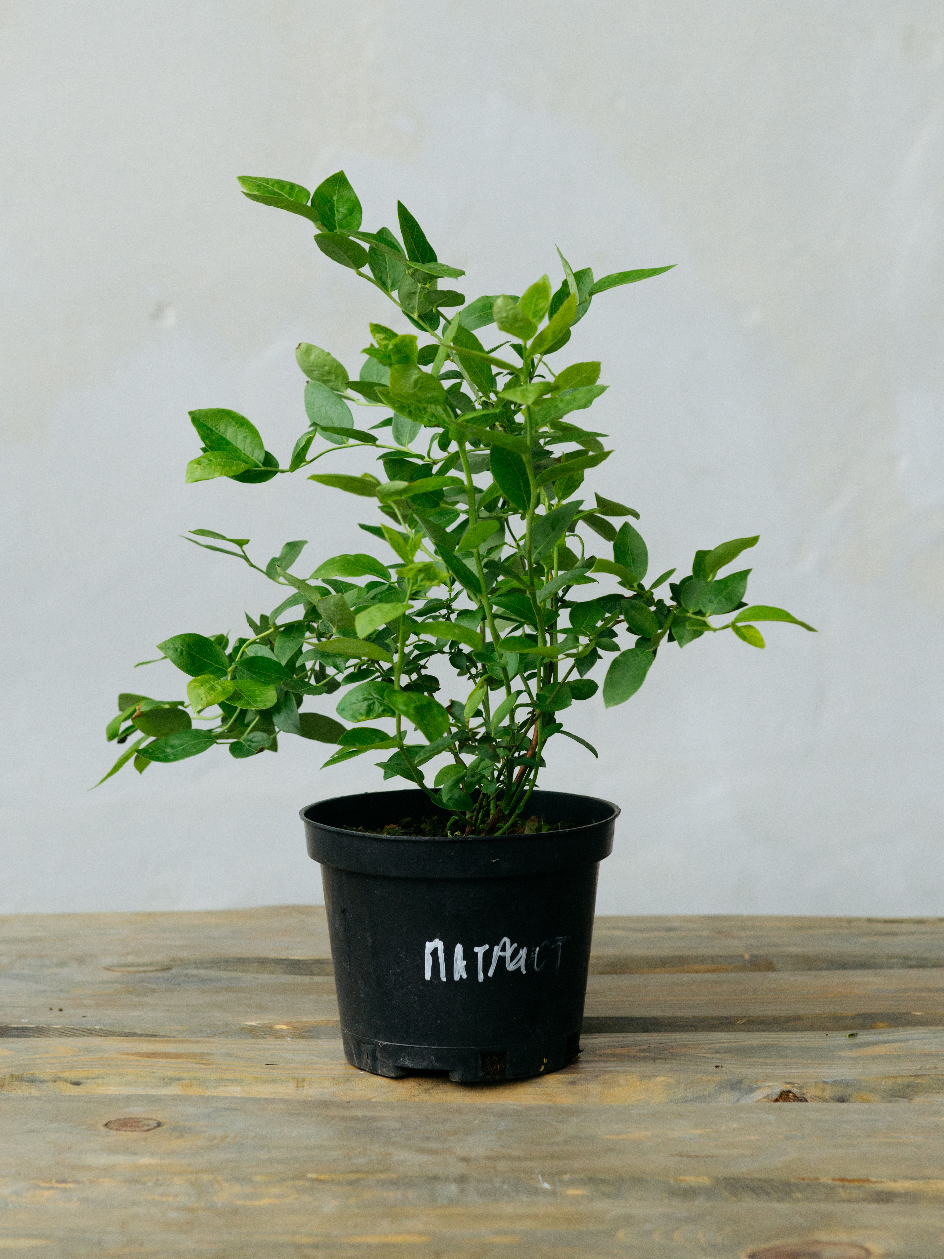Изображение товара Саженец плодового кустарника Голубика Патриот h20 - 30 см