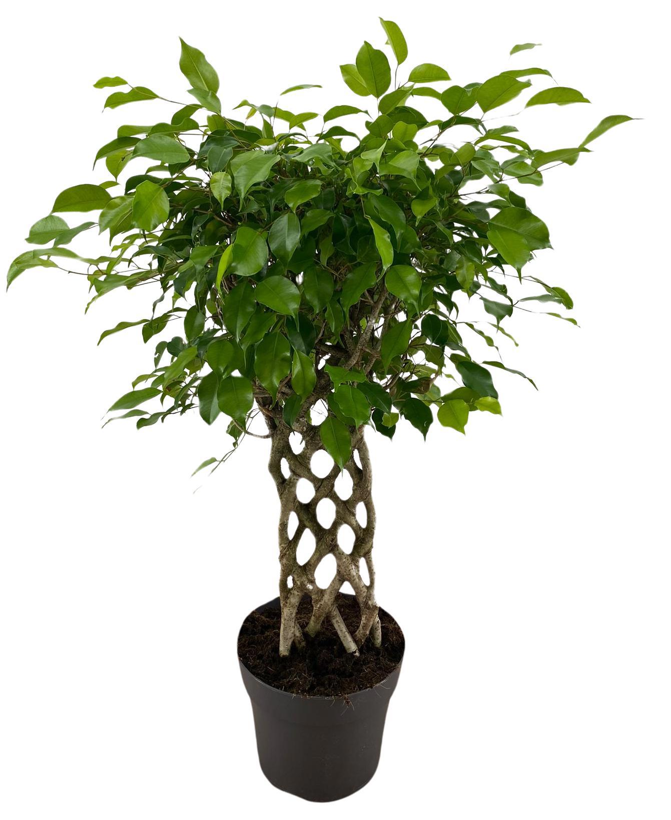 Изображение товара Фикус Бенджамина Экзотика ø24 h100 см