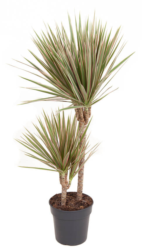 Изображение товара Драцена Биколор ø19 h100 см