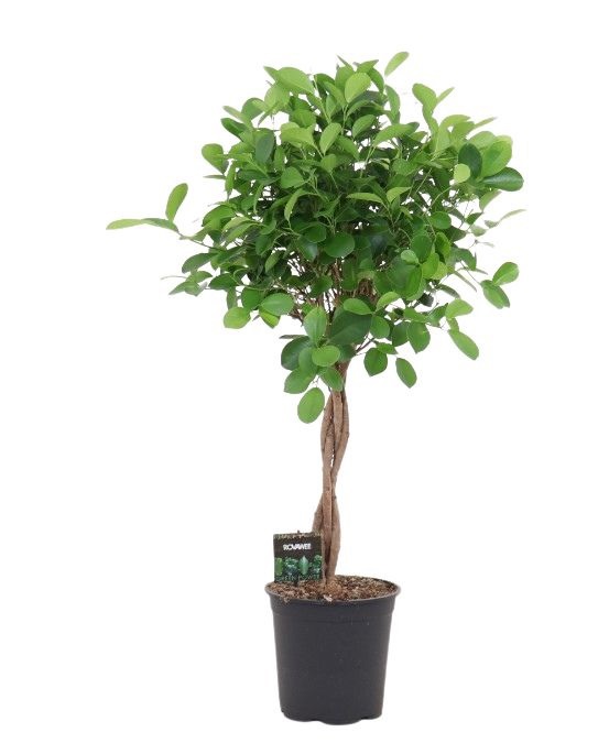 Изображение товара Фикус Моклейм ø21 h100 см