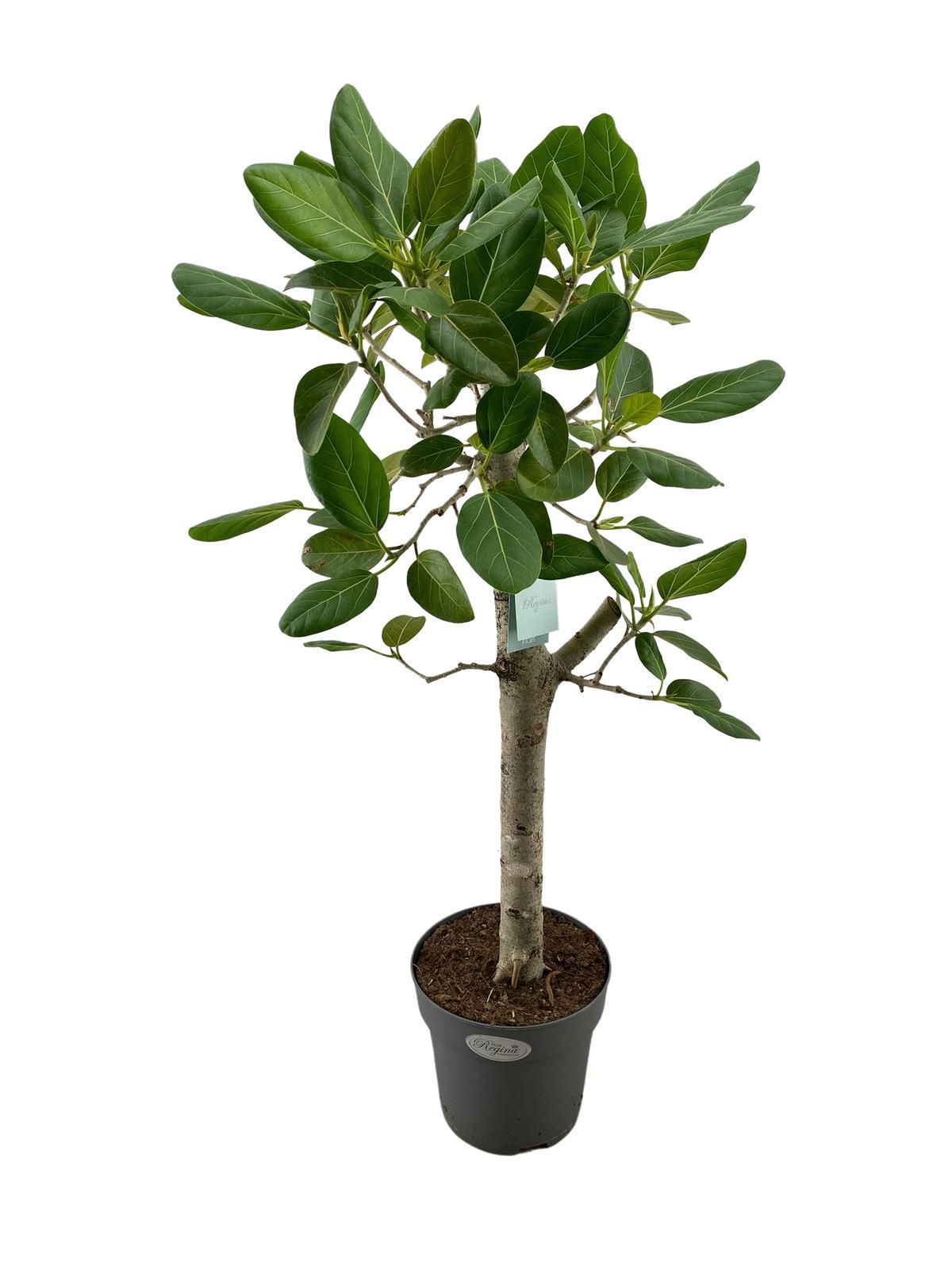 Изображение товара Комнатное растение Фикус Одри 85 см ø24 — зелёная листвa