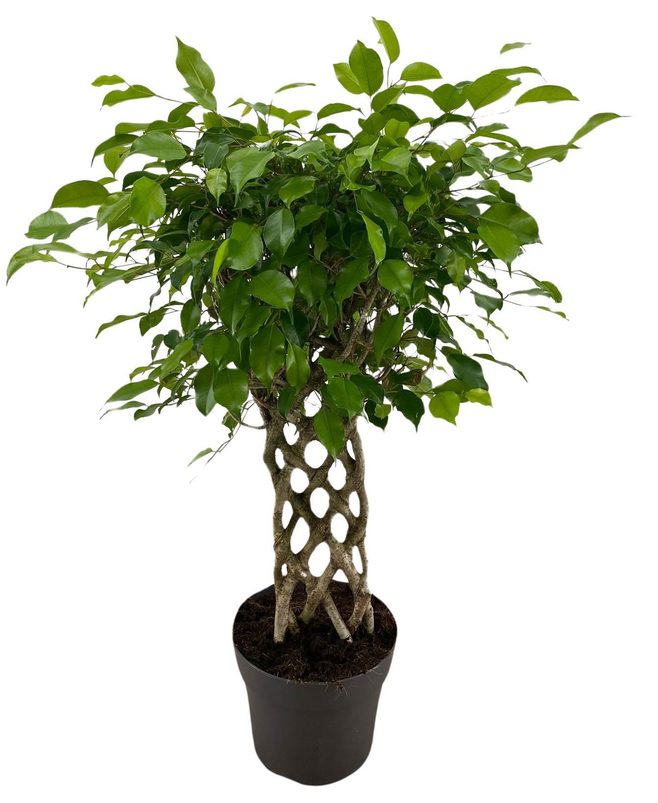 Изображение товара Фикус Бенджамина ø24 h100 см