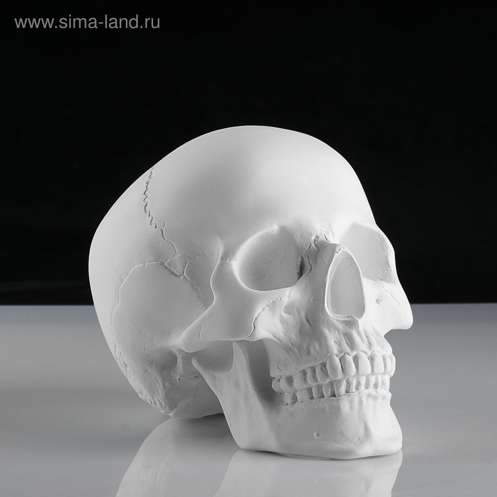 Изображение товара Декоративная фигура Черепа, гипс, 14,5×22×16,5 см, Мастерская экорше