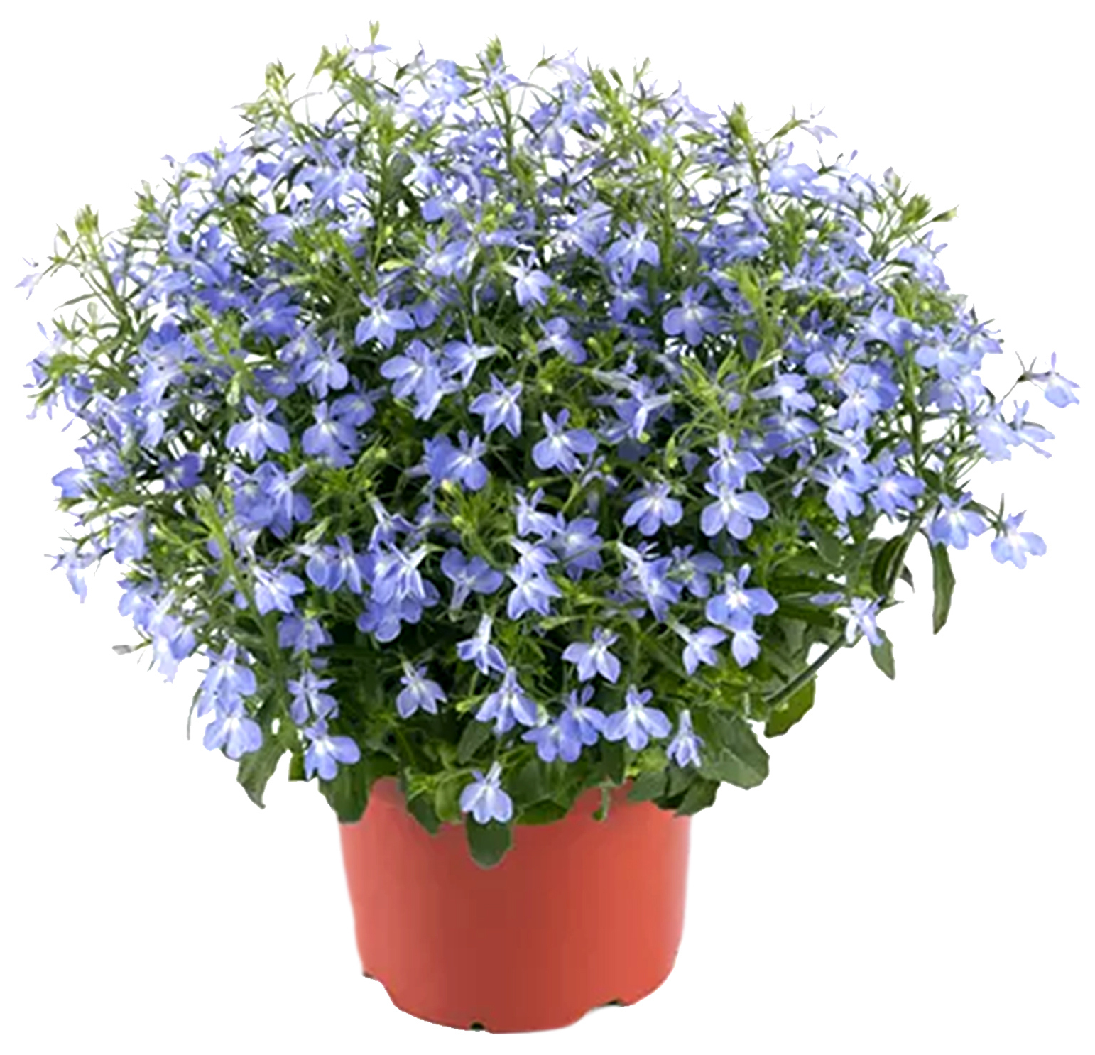 Изображение товара Лобелия Россия 20 см Микс - яркое декоративное однолетнее растение Изображение товара Лобелия Россия 20 см Микс - яркое декоративное однолетнее растение