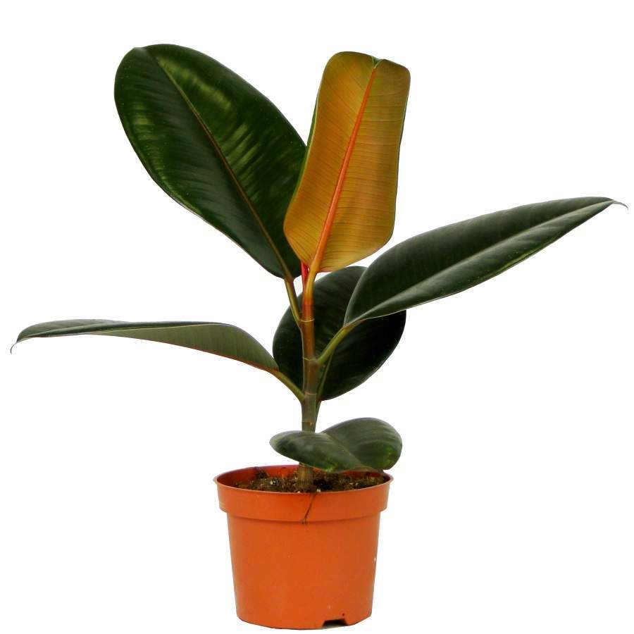 Изображение товара Фикус Эластика Абиджан — декоративно-лиственный, 90 см