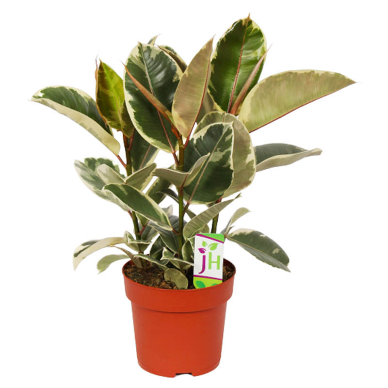 Изображение товара Фикус Эластика Тинеке ø21 h90 см