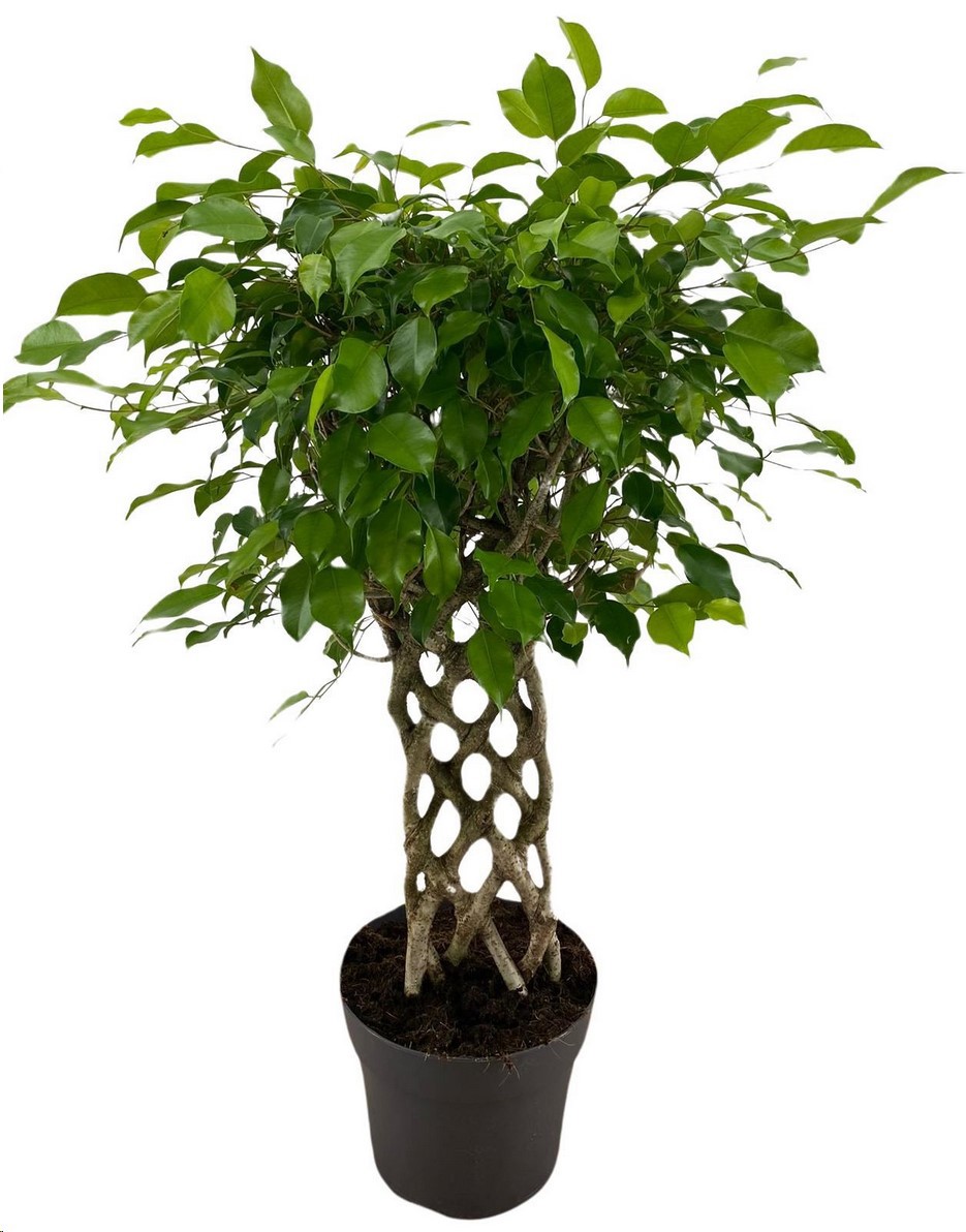 Изображение товара Фикус Бенджамина Экзотика ø24 h100 см