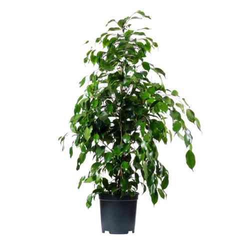 Изображение товара Фикус Бенджамина ø28 h100 см