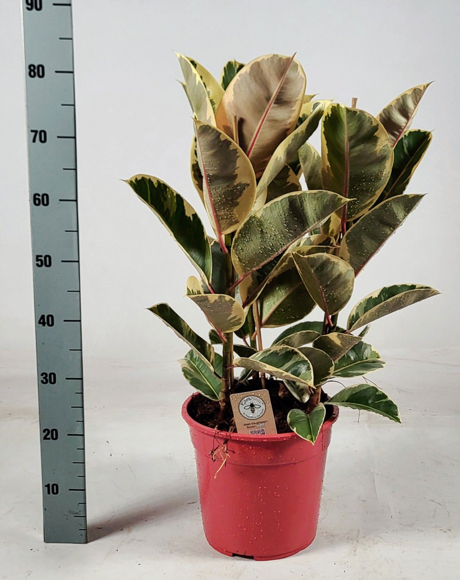 Изображение товара Фикус Эластика Тинеке ø27 h80 см