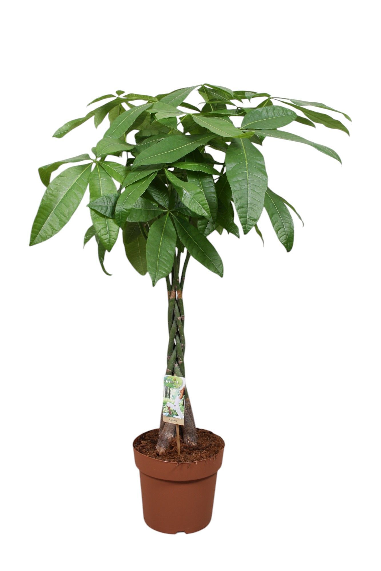 Изображение товара Пахира Акватика ø24 h135 см