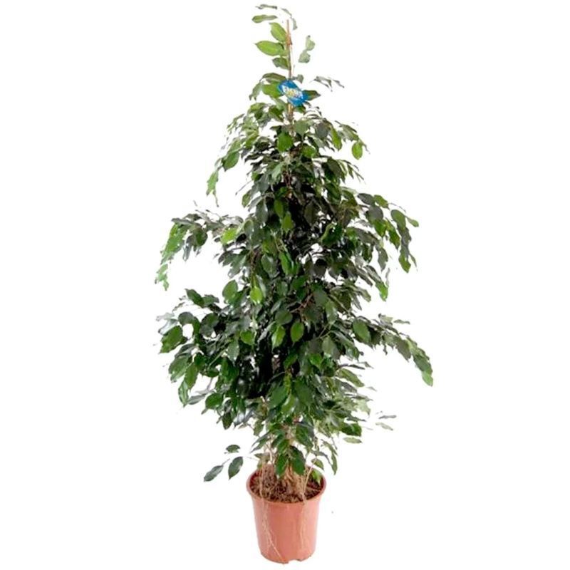 Изображение товара Фикус Бенджамина Даниэль ø21 h105 см