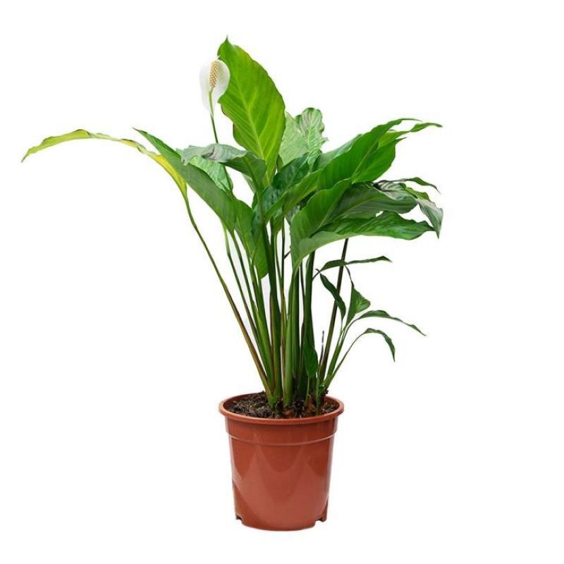 Изображение товара Спатифиллум Свит Лауретта ø21 h90 см