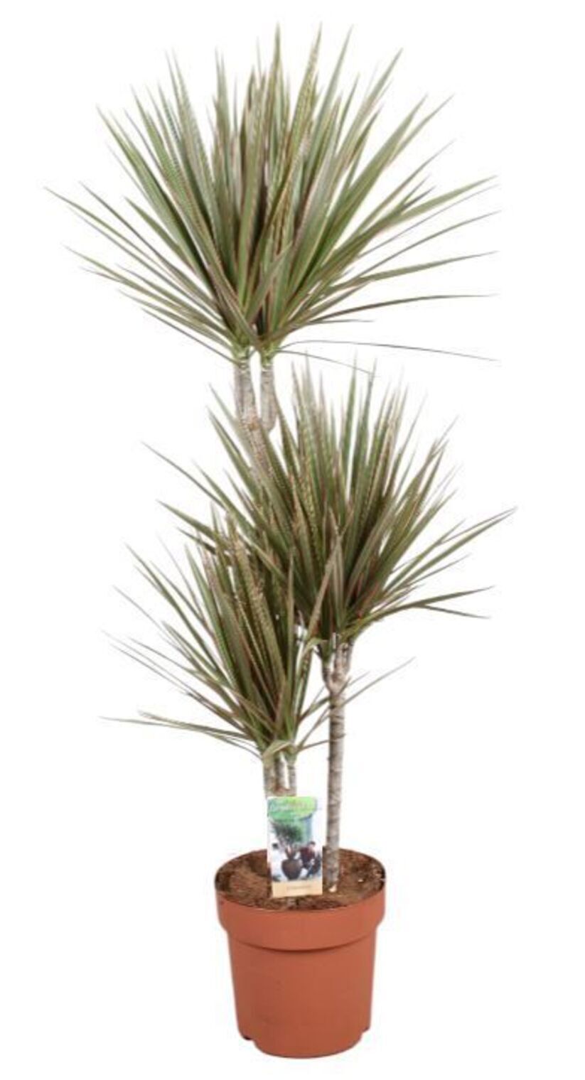 Изображение товара Драцена Маргината биколор ø21 h105 см